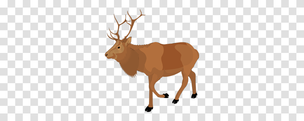 Moose Animals, Elk, Deer, Wildlife Transparent Png