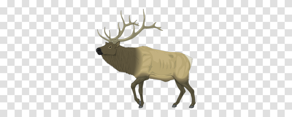 Moose Animals, Elk, Deer, Wildlife Transparent Png