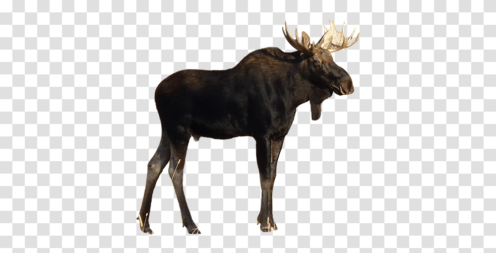 Moose, Animals, Antelope, Wildlife, Mammal Transparent Png