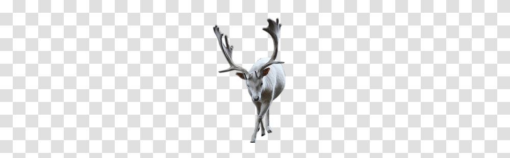 Moose, Animals, Antelope, Wildlife, Mammal Transparent Png