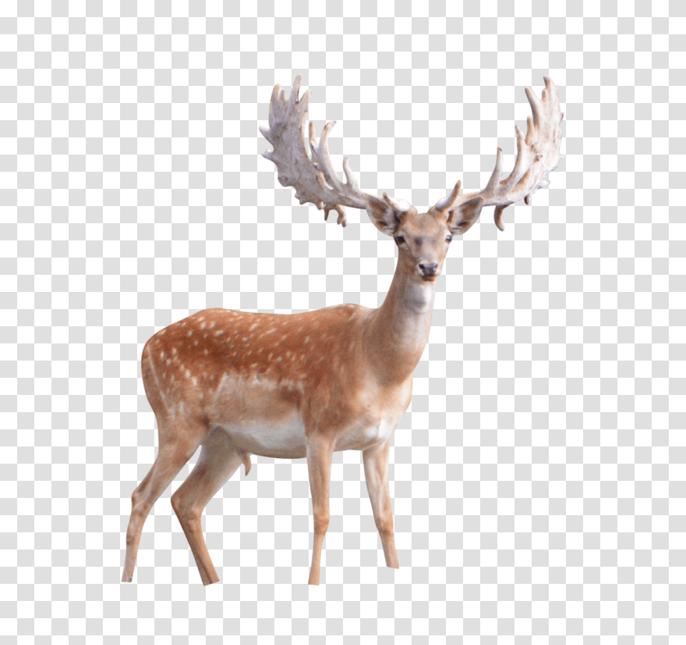 Moose, Animals, Antelope, Wildlife, Mammal Transparent Png