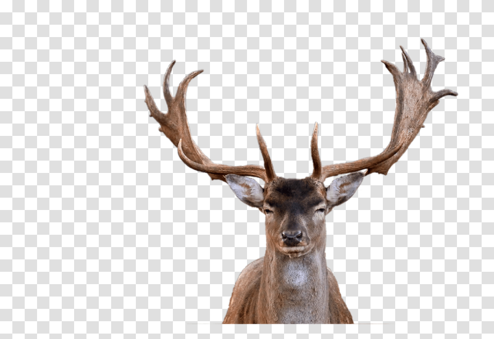 Moose, Animals, Antelope, Wildlife, Mammal Transparent Png