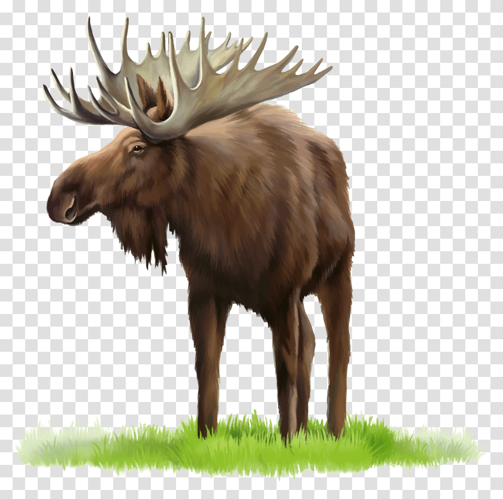 Moose, Animals, Antelope, Wildlife, Mammal Transparent Png