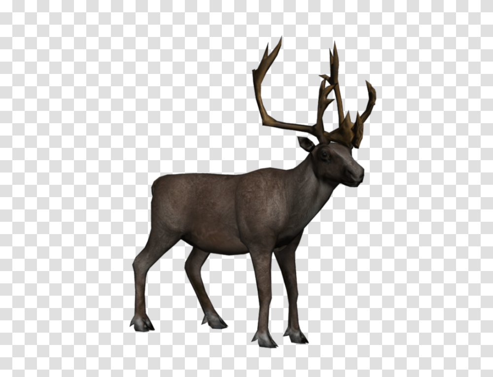 Moose, Animals, Antelope, Wildlife, Mammal Transparent Png