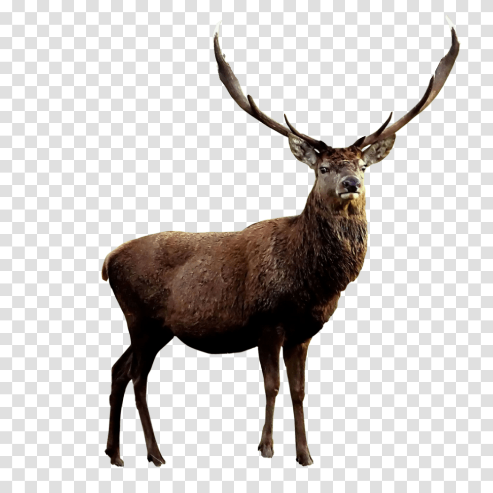 Moose, Animals, Antelope, Wildlife, Mammal Transparent Png