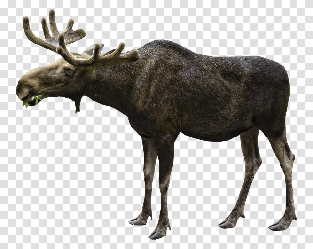 Moose, Animals, Antelope, Wildlife, Mammal Transparent Png