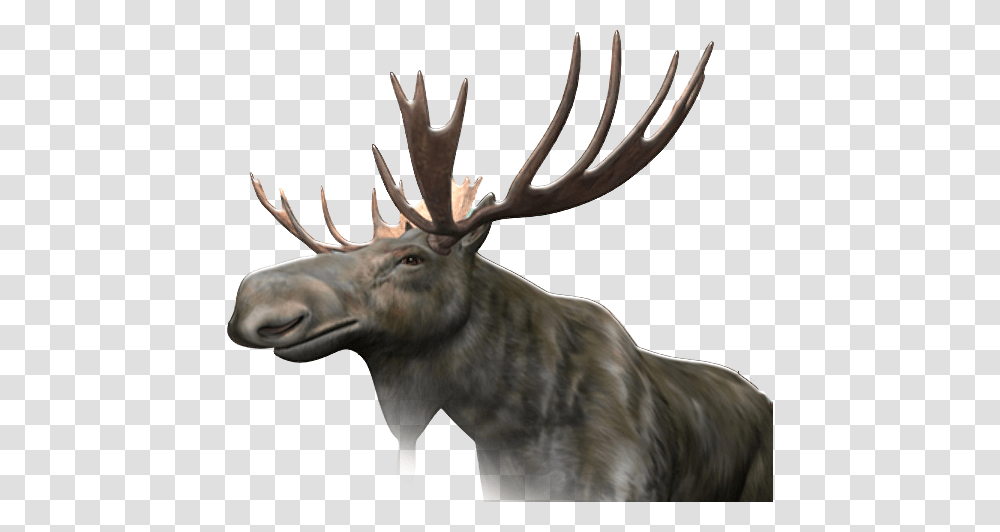 Moose, Animals, Antelope, Wildlife, Mammal Transparent Png