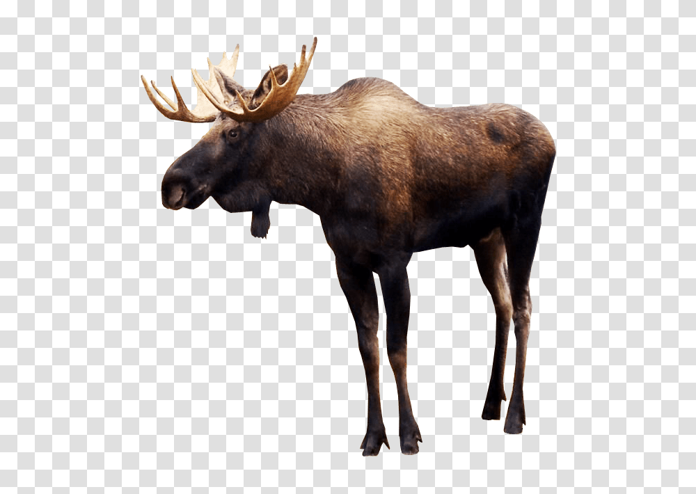 Moose, Animals, Cow, Cattle, Mammal Transparent Png