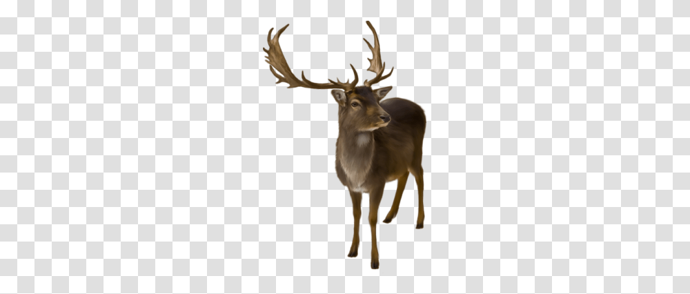 Moose, Animals, Elk, Deer, Wildlife Transparent Png