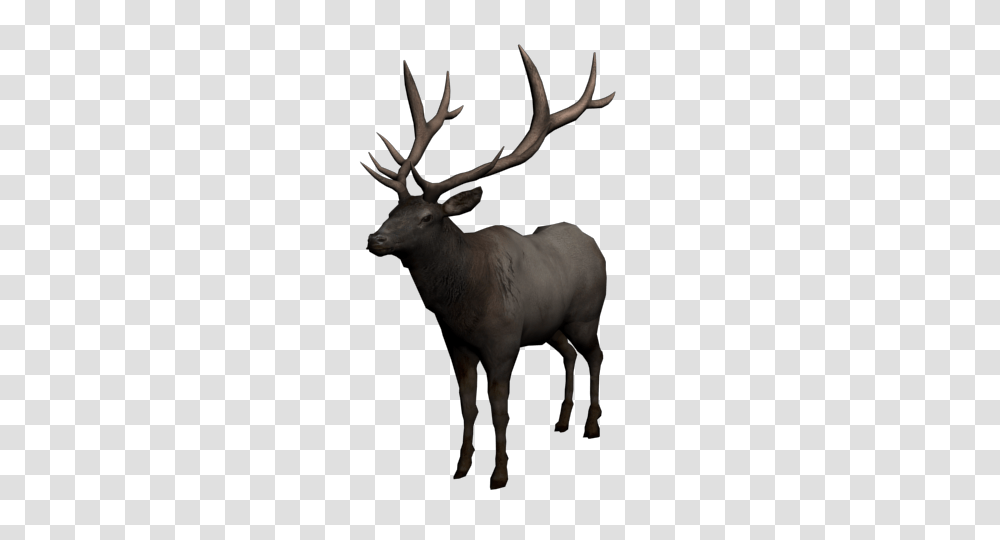 Moose, Animals, Elk, Deer, Wildlife Transparent Png