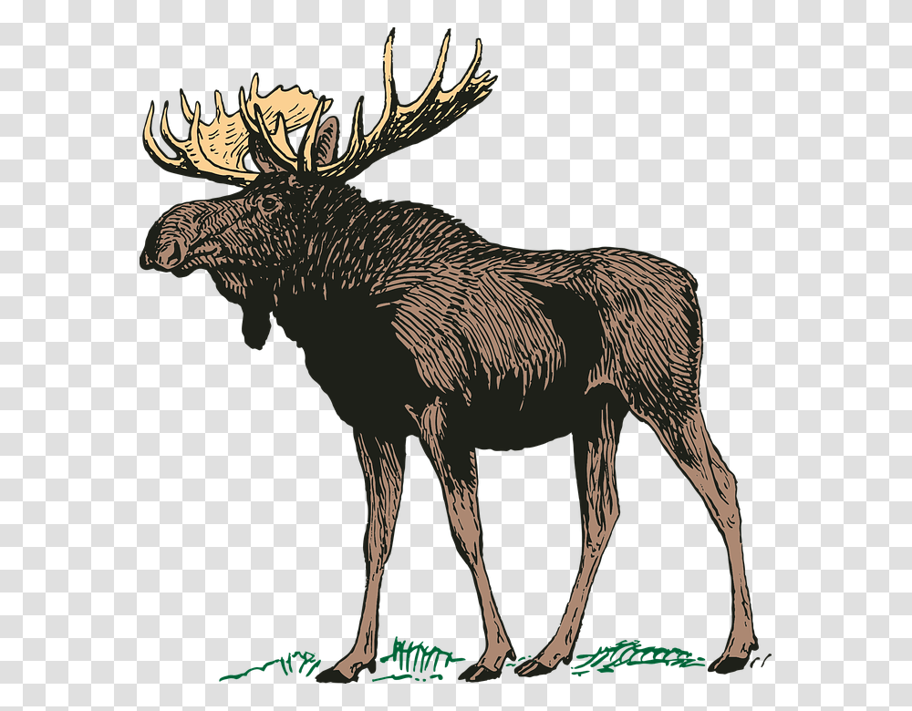 Moose, Animals, Mammal, Wildlife, Bird Transparent Png