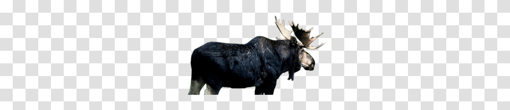 Moose, Animals, Mammal, Wildlife, Bull Transparent Png