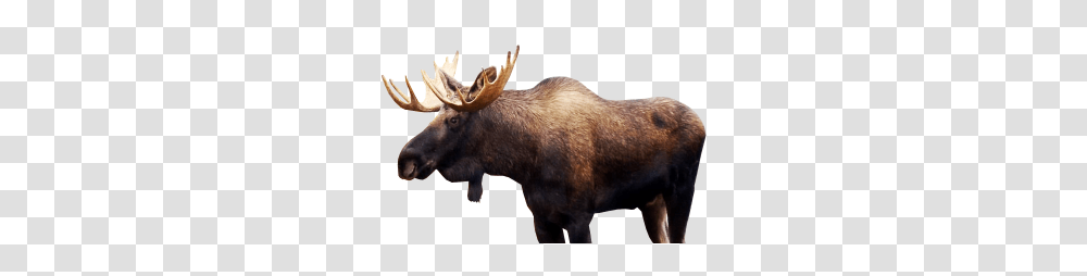 Moose, Animals, Pig, Mammal, Wildlife Transparent Png