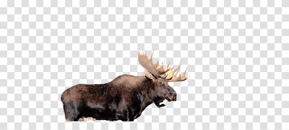Moose, Animals, Wildlife, Mammal, Antelope Transparent Png