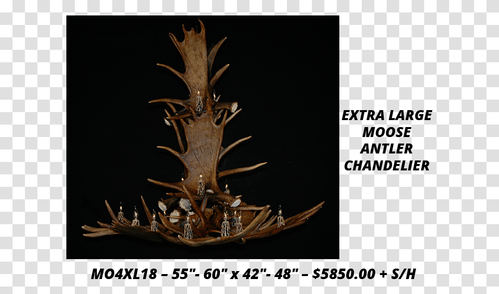 Moose Antler Chandeliers Lodgepole Pine, Insect, Invertebrate, Animal, Lamp Transparent Png