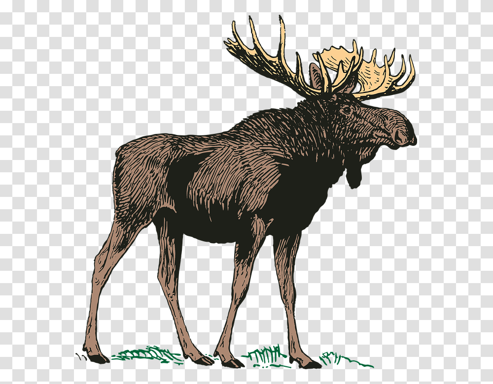 Moose Background Moose Background, Animal, Wildlife, Mammal, Bird Transparent Png