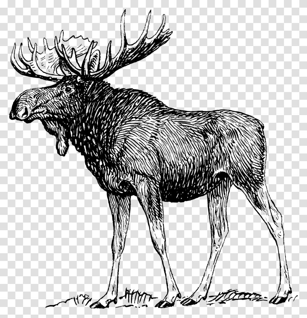 Moose Black And White, Animal, Mammal, Wildlife, Antelope Transparent Png