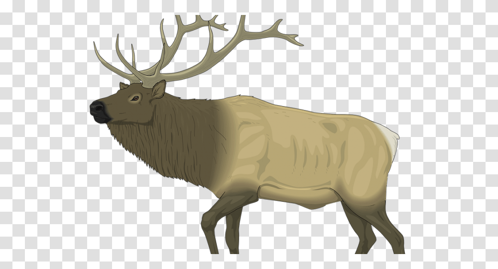Moose Clipart Caribou Elks Lodge Santa Clarita, Deer, Wildlife, Mammal, Animal Transparent Png