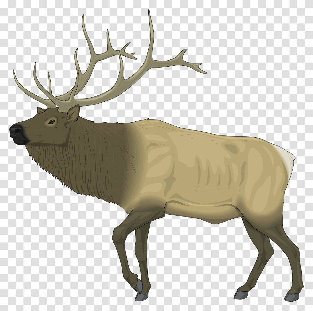 Moose Clipart Clipart Elk, Deer, Wildlife, Mammal, Animal Transparent Png