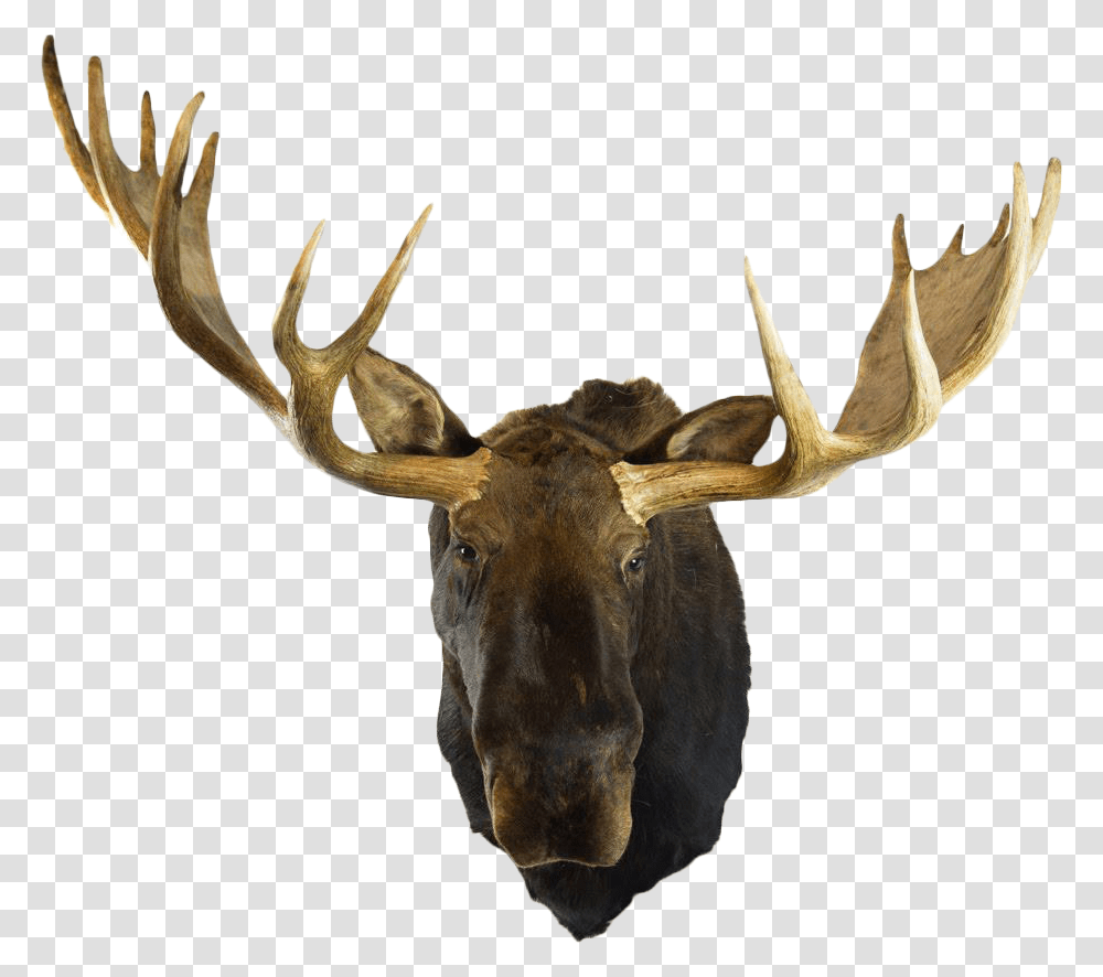 Moose Clipart Deer Head Mount, Antelope, Wildlife, Mammal, Animal Transparent Png