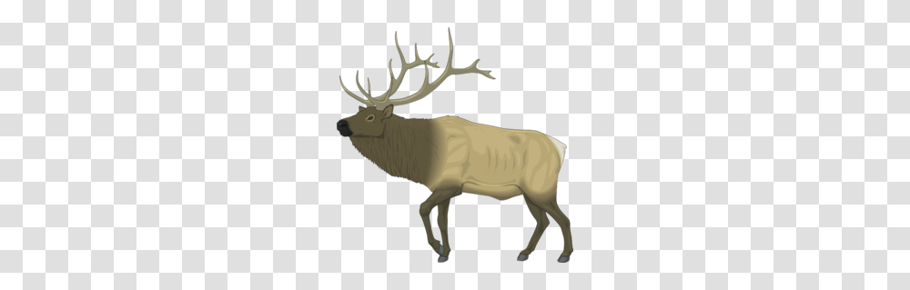 Moose Clipart, Elk, Deer, Wildlife, Mammal Transparent Png