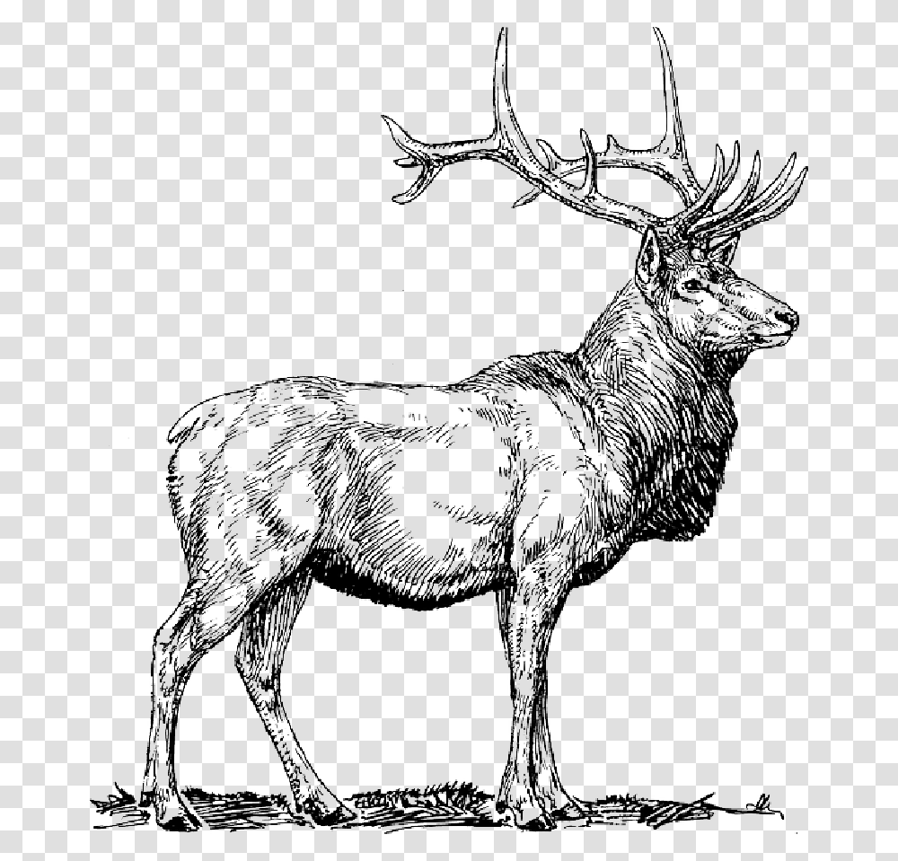 Moose Deer Head Animal Drawings, Elk, Wildlife, Mammal, Antelope Transparent Png