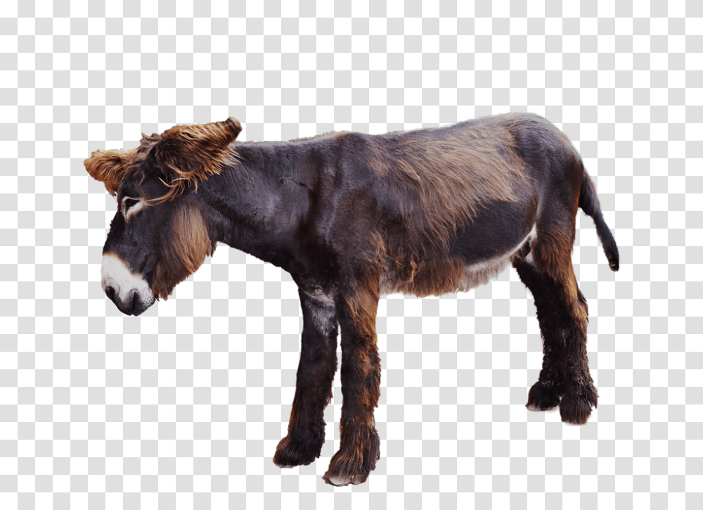 Moose Donkey 960, Animals, Mammal, Horse Transparent Png