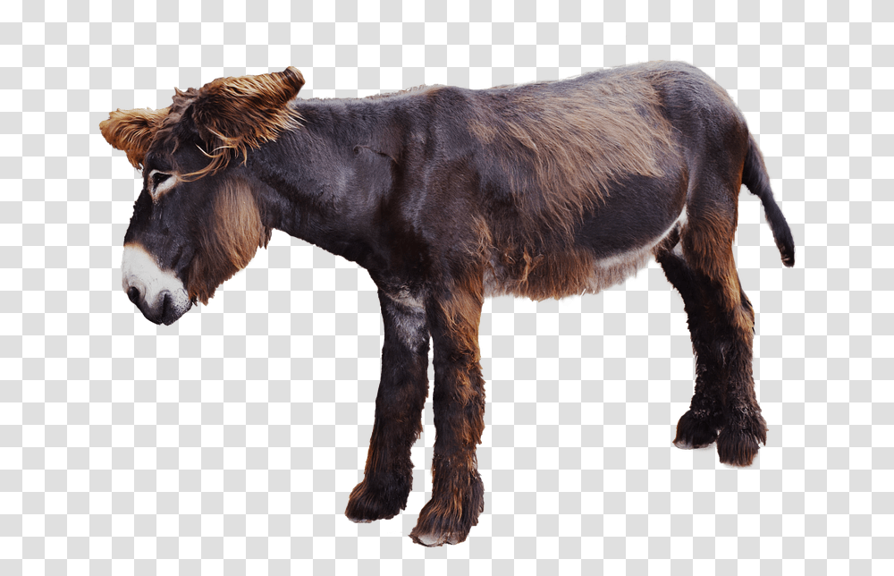 Moose Donkey Isolated Mammal Long Eared Animals Veetu Vilangugal In Tamil, Horse, Dog, Pet, Canine Transparent Png