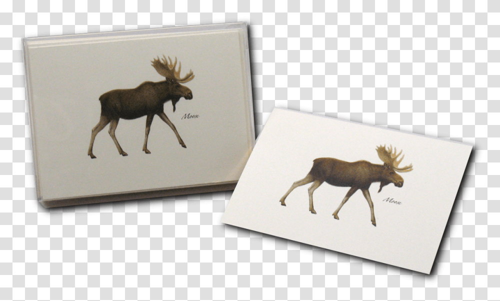 Moose Elk, Antelope, Wildlife, Mammal, Animal Transparent Png