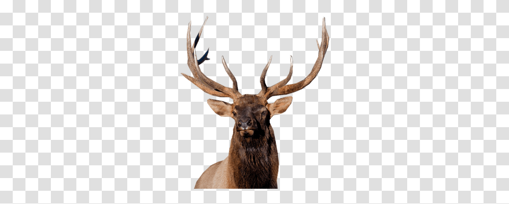 Moose Elk Elk, Deer, Wildlife, Mammal, Animal Transparent Png