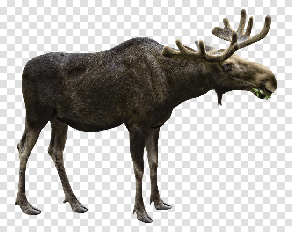 Moose Free Image Download Moose, Mammal, Animal, Wildlife, Antelope Transparent Png