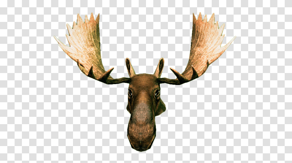 Moose Head, Antelope, Wildlife, Mammal, Animal Transparent Png
