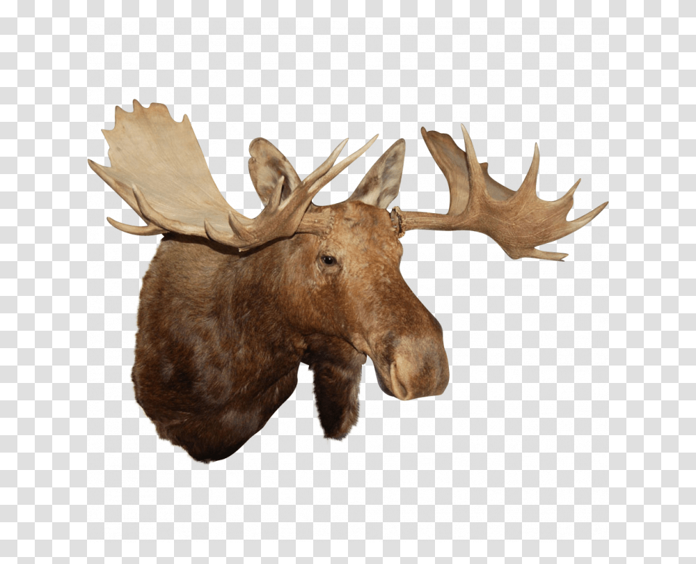Moose Head Moose Head Background, Cow, Cattle, Mammal, Animal Transparent Png