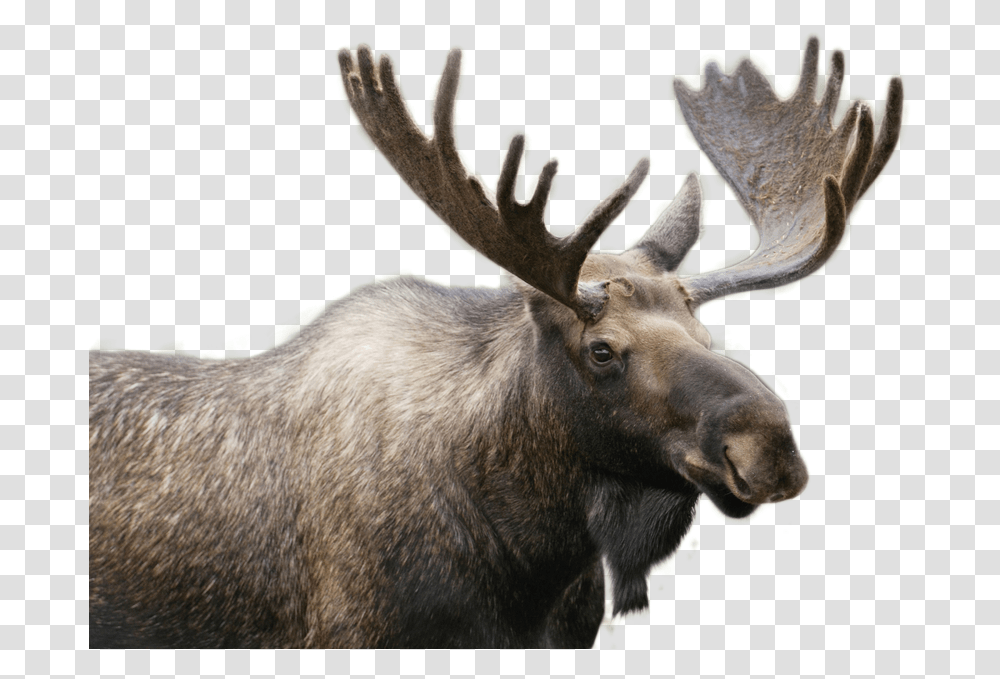 Moose Image Moose In Stowe Vermont, Animal, Wildlife, Mammal, Antelope Transparent Png