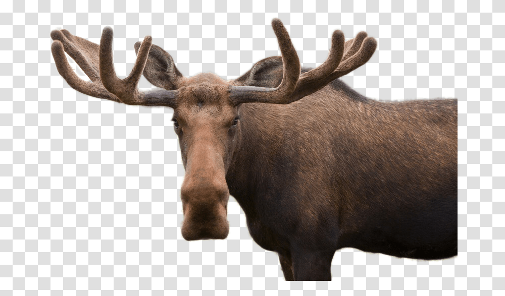 Moose Image Moose Pun, Cow, Cattle, Mammal, Animal Transparent Png