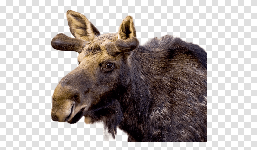 Moose Image Reindeer, Wildlife, Mammal, Animal, Antelope Transparent Png