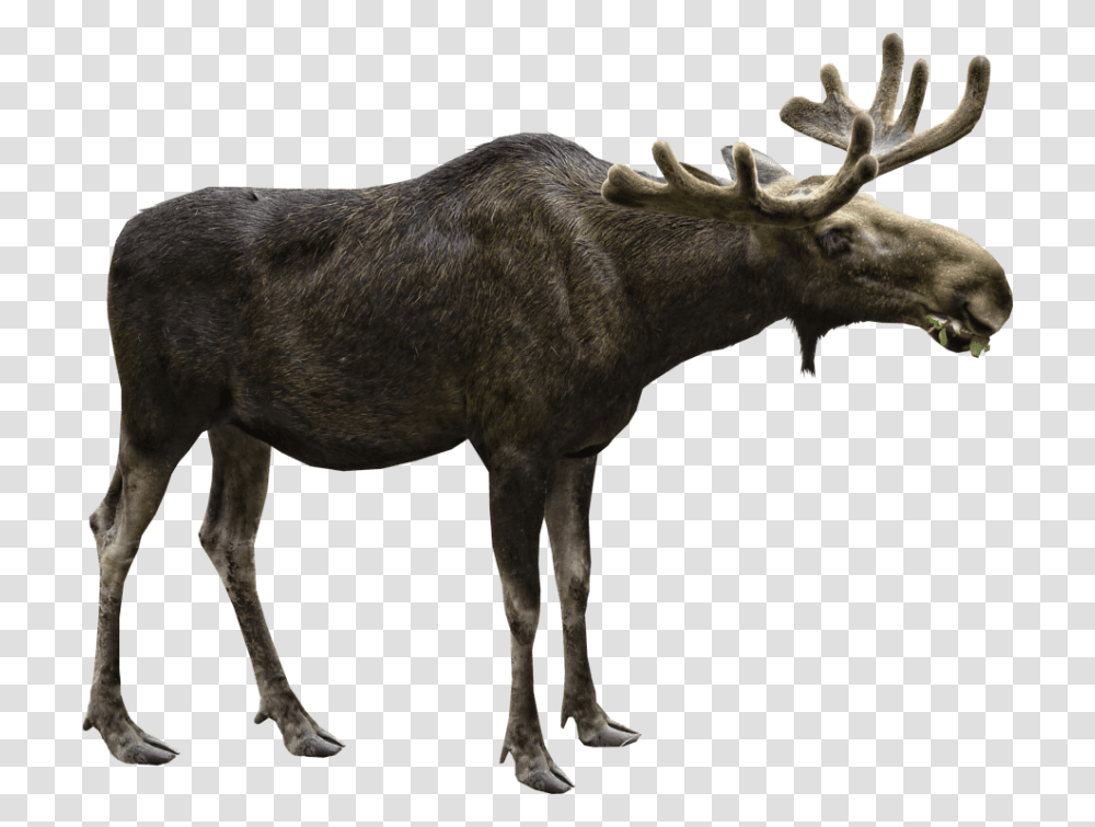 Moose, Mammal, Animal, Wildlife, Antelope Transparent Png