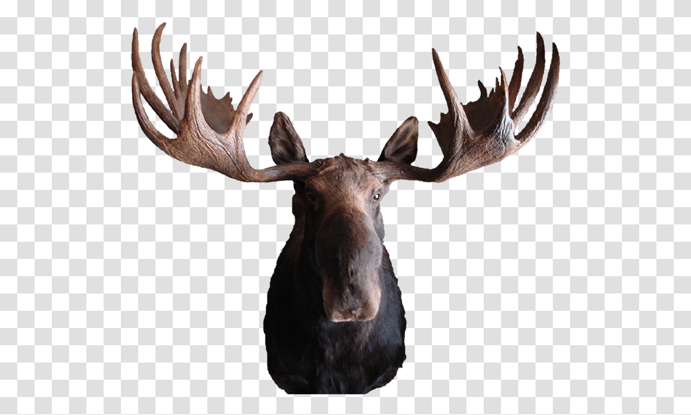 Moose Mount Moose, Antelope, Wildlife, Mammal, Animal Transparent Png