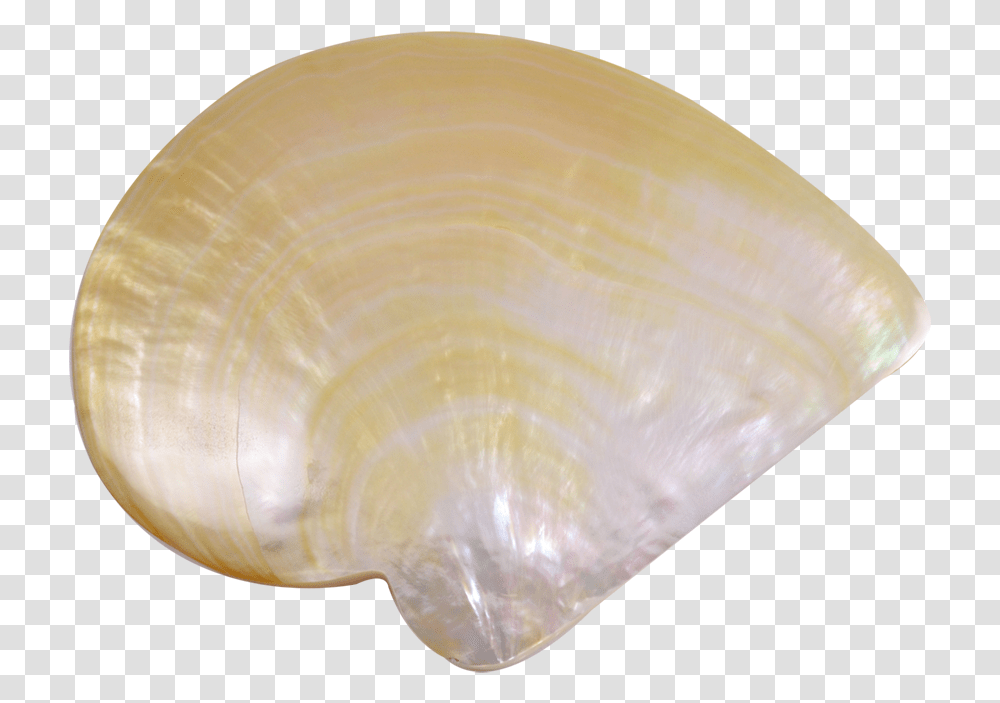 Mop Gold Lip Ceiling, Clam, Seashell, Invertebrate, Sea Life Transparent Png