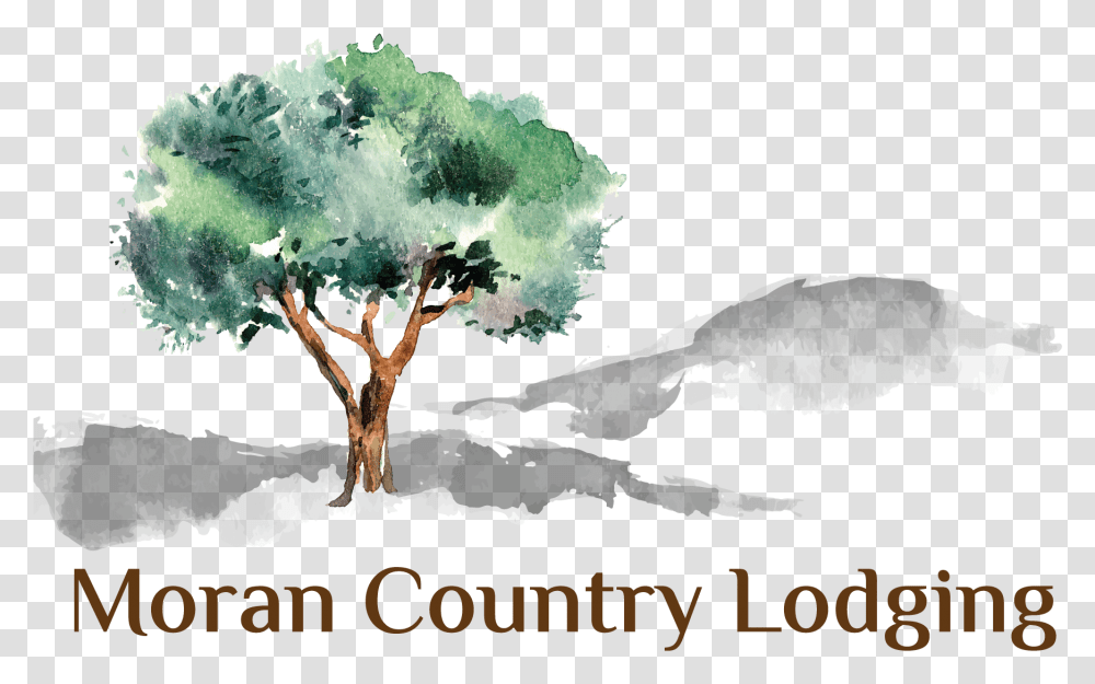 Moran Lodge Logo Olive Tree Illustration, Plant, Poster, Advertisement, Outdoors Transparent Png