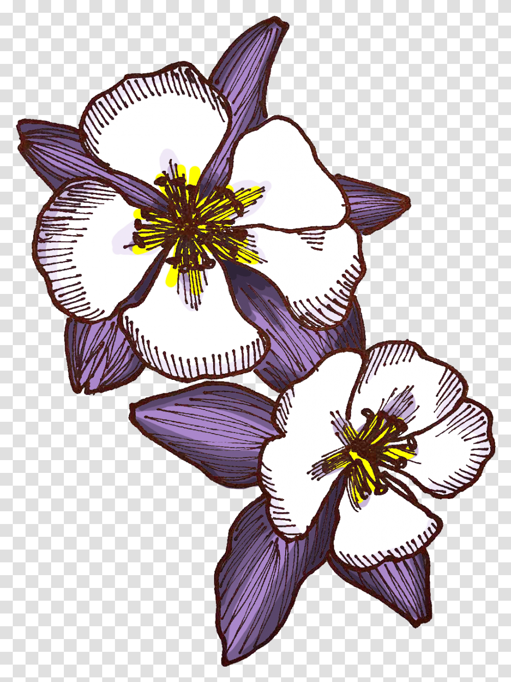 Morbid Curiosity Versus Fetishization Of Killers Iris, Plant, Flower, Blossom, Pollen Transparent Png