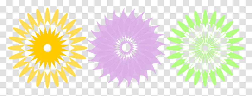 More, Flower, Plant, Blossom, Daisy Transparent Png