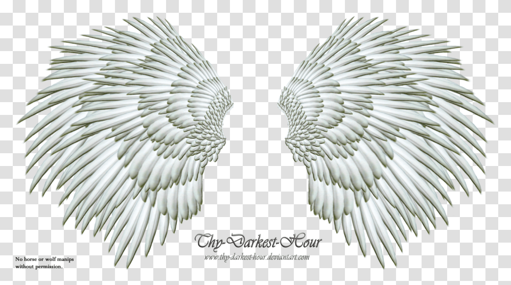 More Like Angel Wings 06 By Thy Darkest Hour Clip Art, Bird, Animal, Bronze, Glass Transparent Png