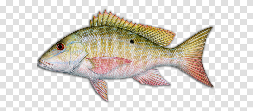 More Louisiana Fish Species Hook Dat Fishing Charters Mutton Snapper, Animal, Perch Transparent Png
