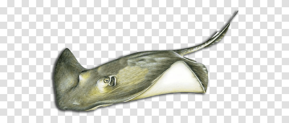 More Louisiana Fish Species Manta Ray, Sea Life, Animal, Car, Vehicle Transparent Png