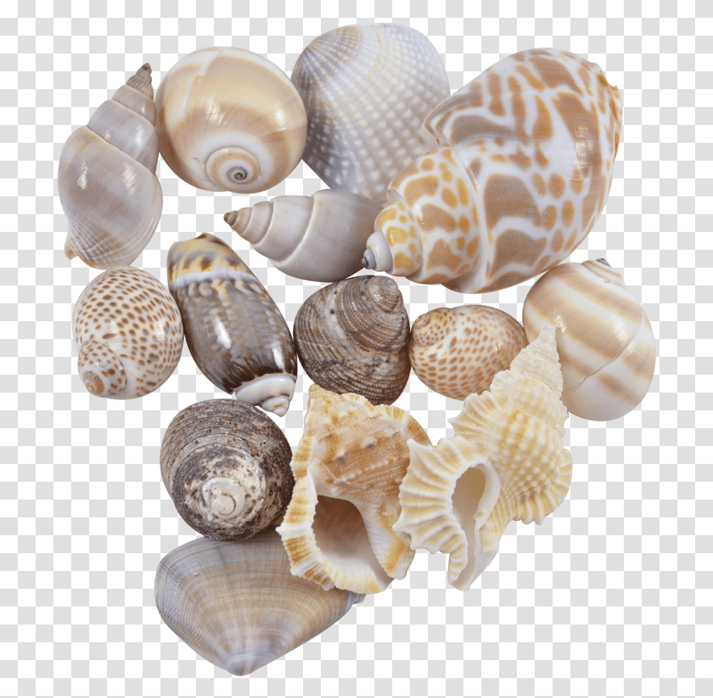 More Views Seashell Seashell, Sea Life, Animal, Fungus, Invertebrate Transparent Png