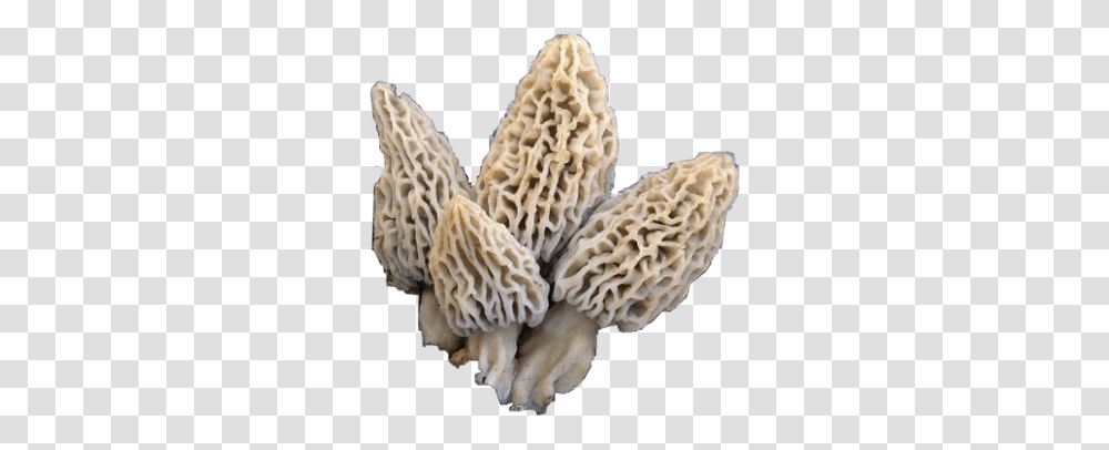 Morel Mushrooms Morelmushrooms Shrooms Nature Morchella Deliciosa, Fungus, Plant, Agaric, Amanita Transparent Png