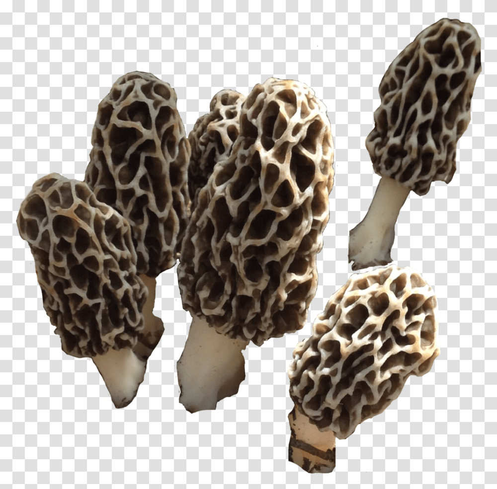 Morelmushroom Mushroom Shroom Fungi Morel Nature False Morel, Fungus, Plant, Amanita, Agaric Transparent Png