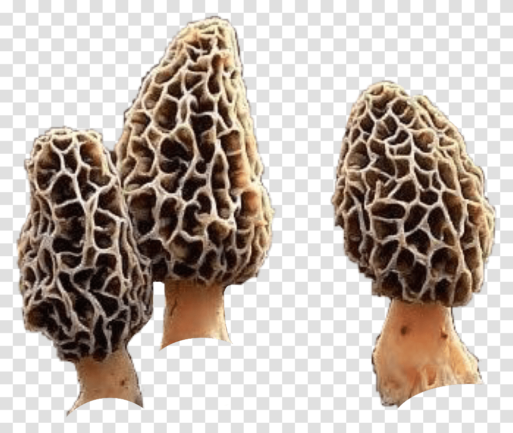 Morels Morelmushrooms Shrooms Mushrooms Natnat7w Morel Mushrooms, Plant, Amanita, Agaric, Fungus Transparent Png