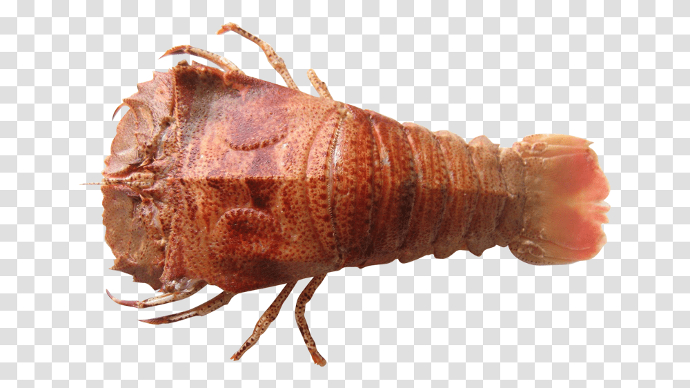 Moreton Bay Bug Moreton Bay Bugs Brisbane, Lobster, Seafood, Sea Life, Animal Transparent Png